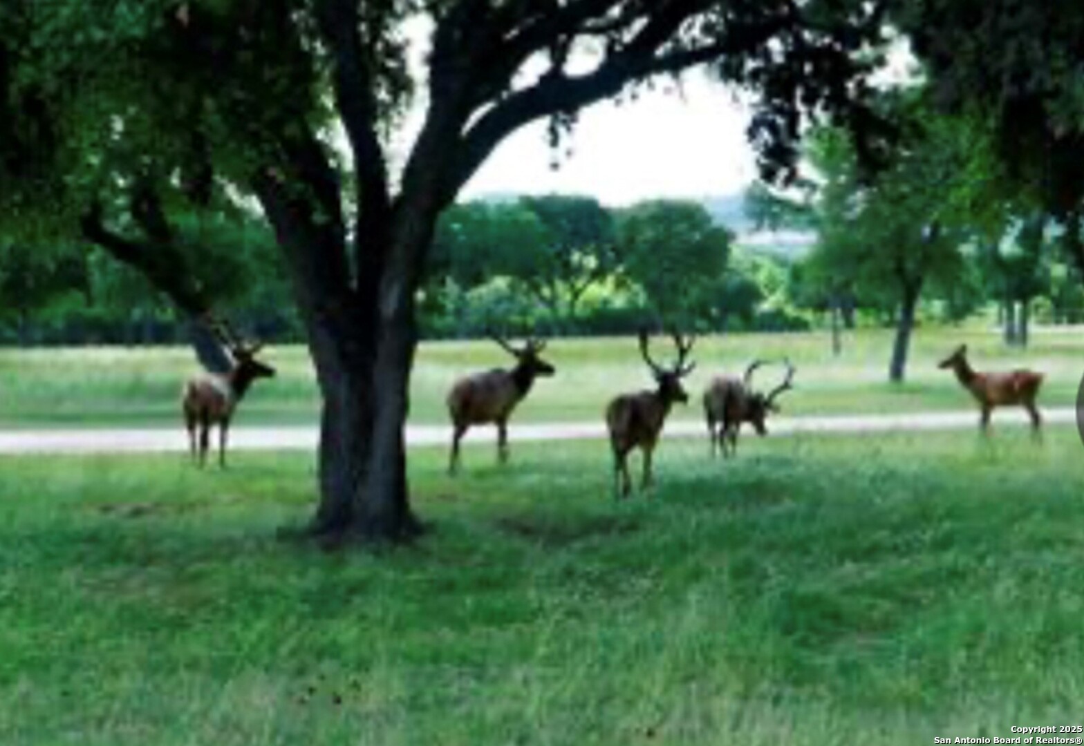Lot 39 Blackbuck Trail Pipe Creek TX 78063