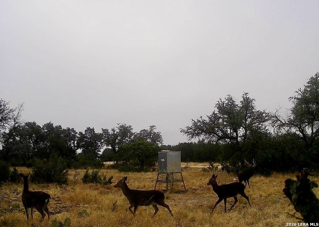 08 W Bison Way Harper TX 78631