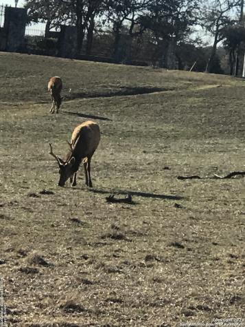 Lot 49 Elk Mountain Ranch Pipe Creek TX 78063