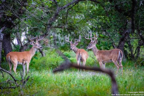 Lot 86 Headwaters Ranch Road Kendalia TX 78027