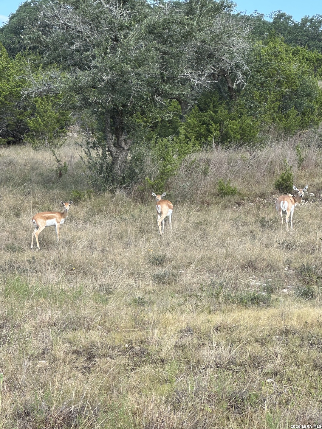 Lot 16 N Scenic Hills Court Blanco TX 78606