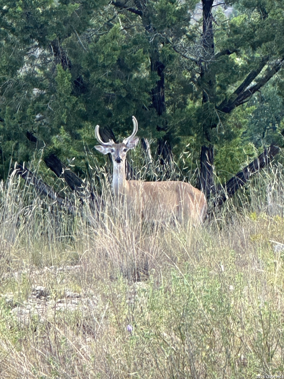 Lot 16 N Scenic Hills Court Blanco TX 78606