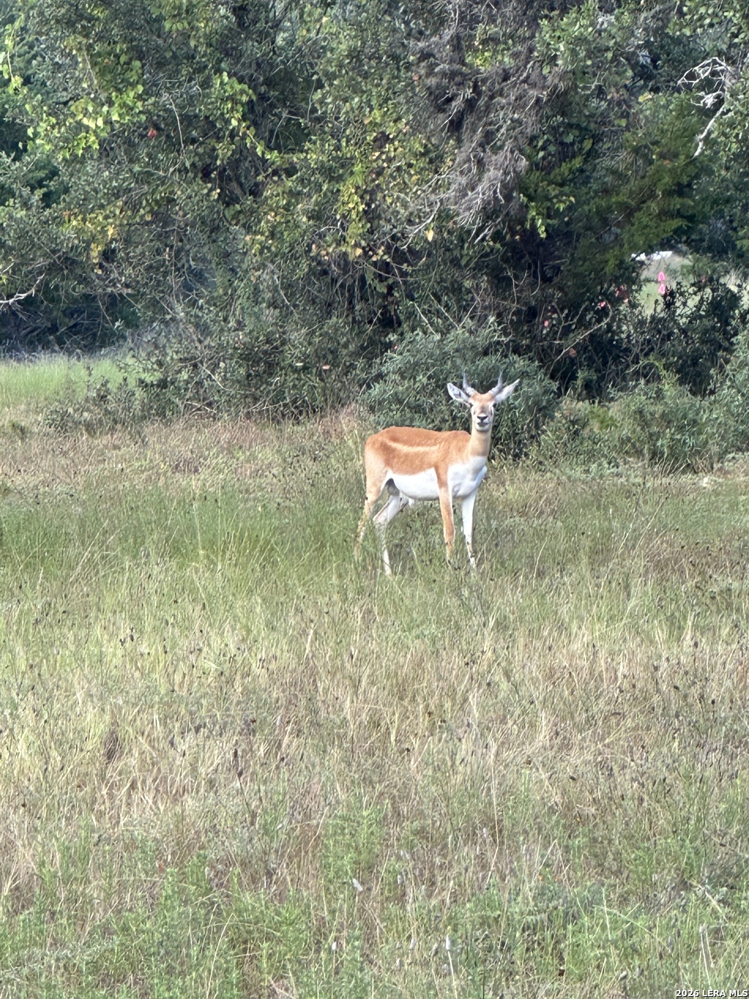 Lot 16 N Scenic Hills Court Blanco TX 78606