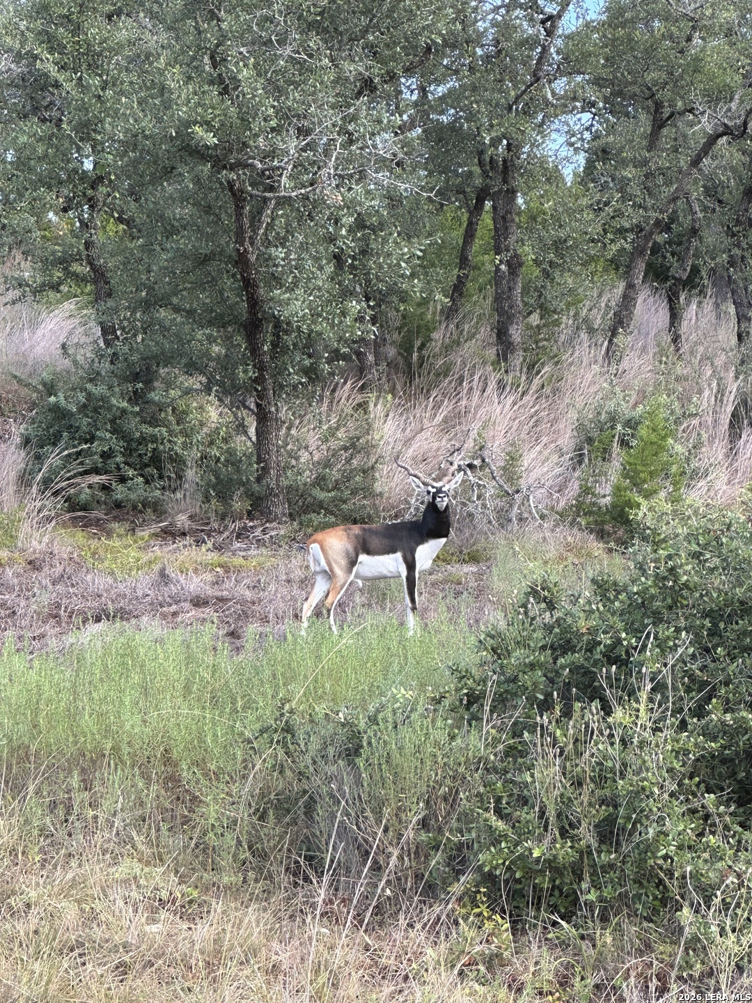 Lot 16 N Scenic Hills Court Blanco TX 78606