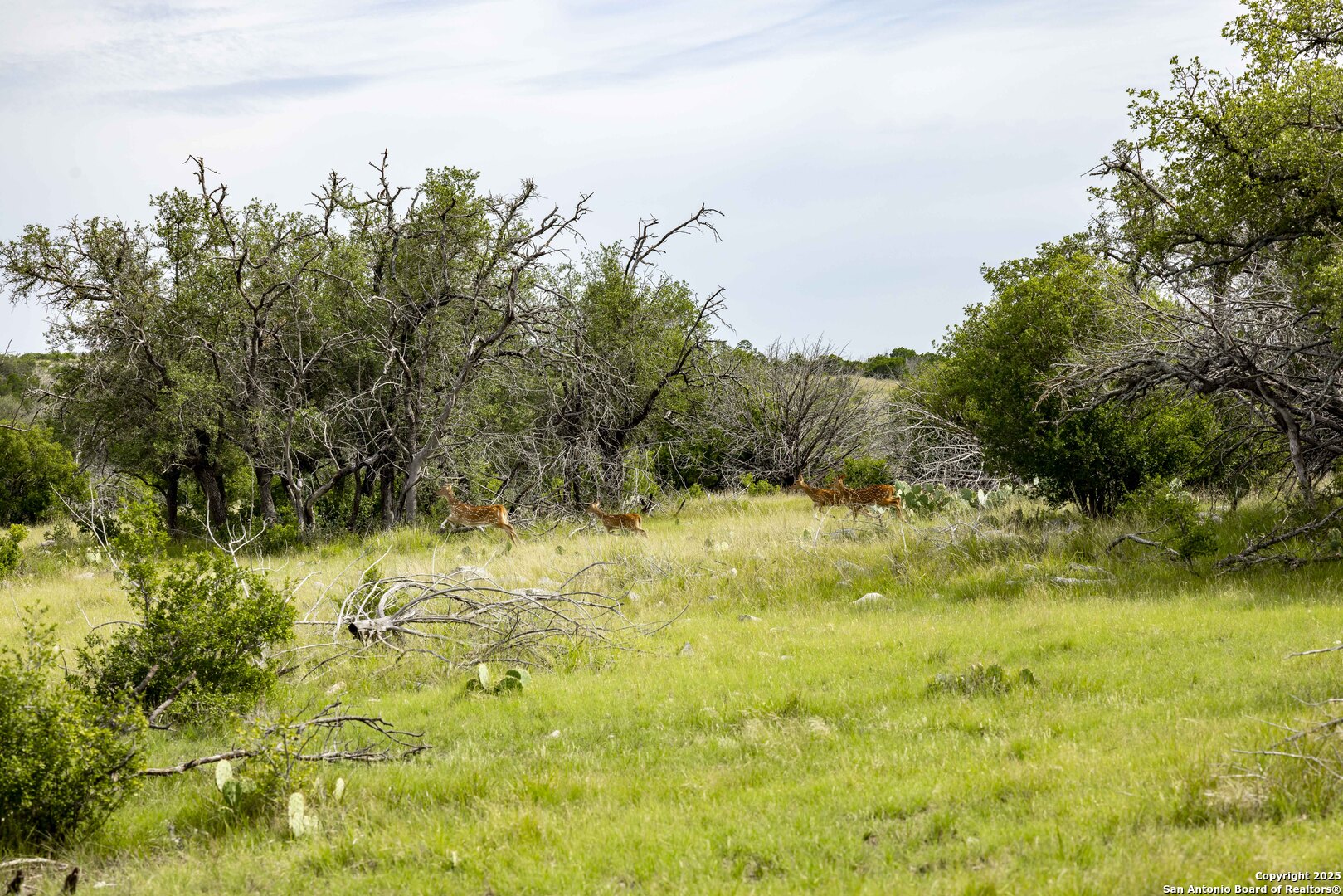 Lot 1 Highway 377 Rocksprings TX 78880