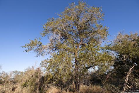 552 Pr Arroyo Vista Lot 41 Somerset TX 78069