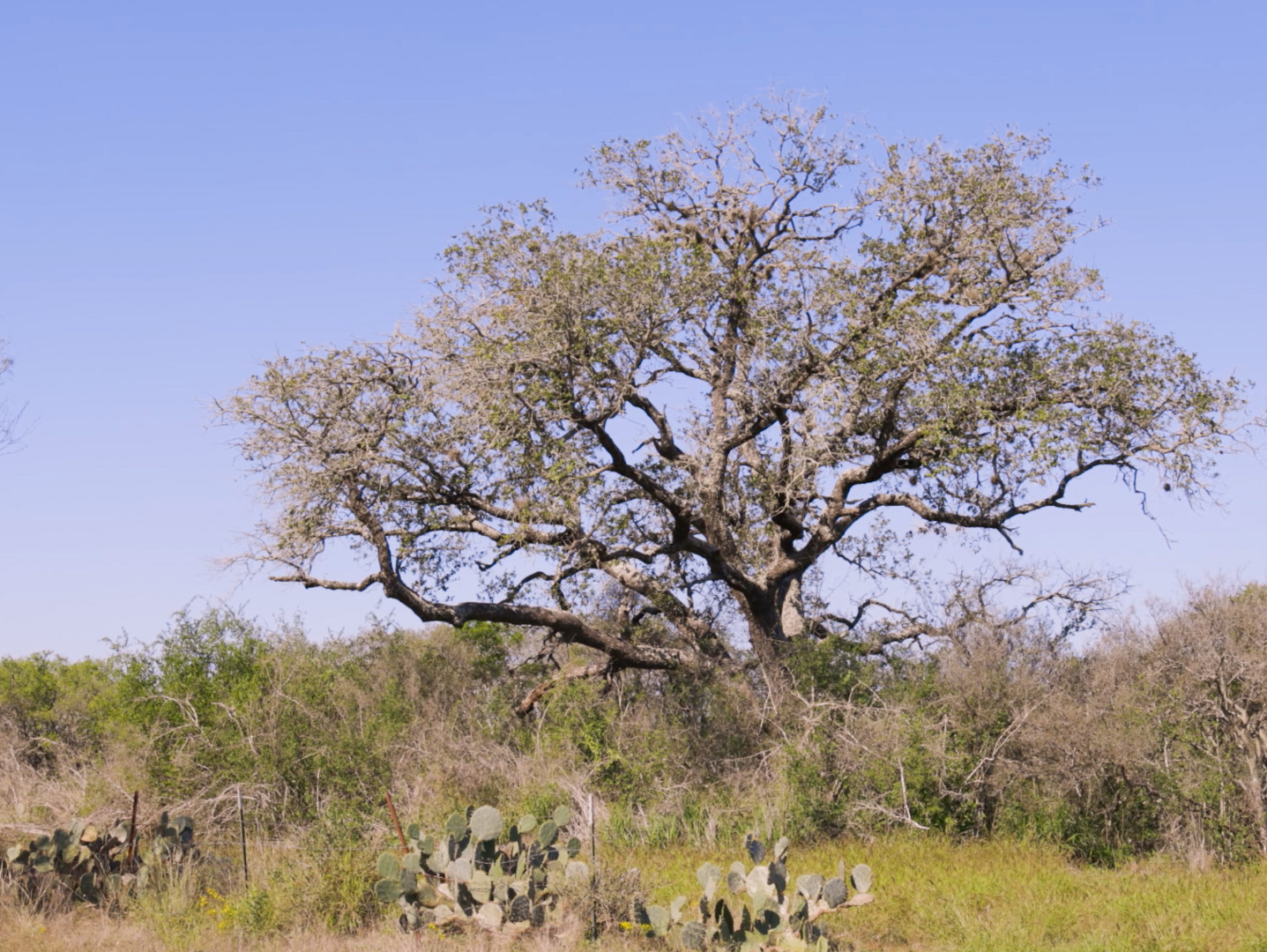 117 Cr 2644 Moore TX 78057