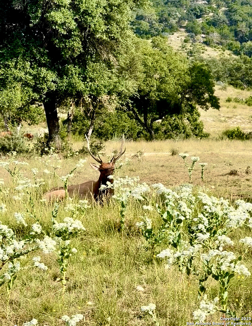 Lot 42 Blackbuck Pipe Creek TX 78063