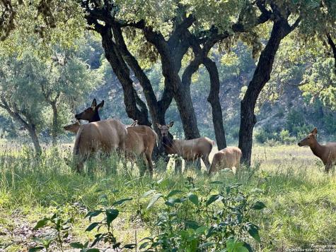 Lot 42 Blackbuck Pipe Creek TX 78063