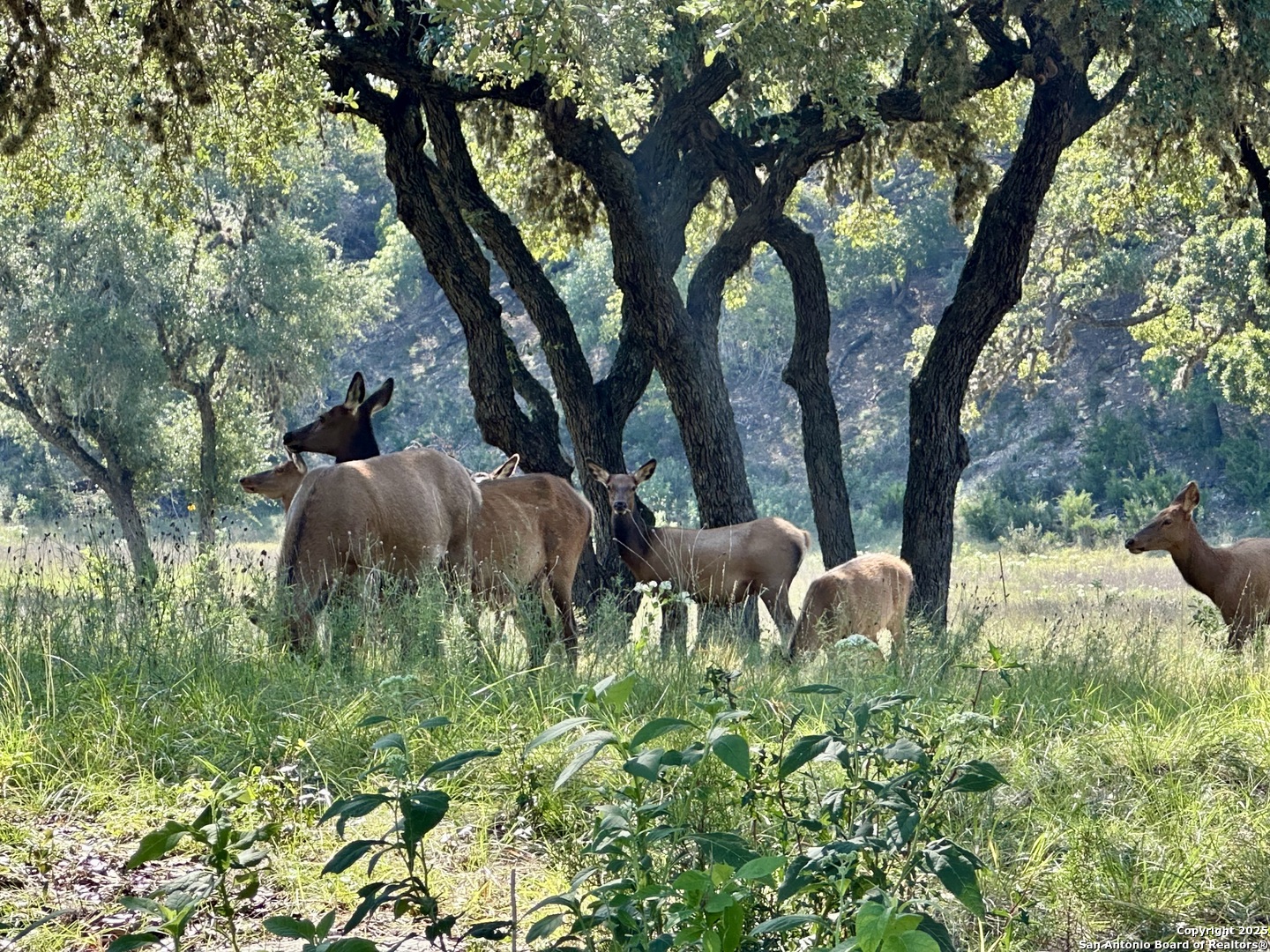 Lot 42 Blackbuck Pipe Creek TX 78063