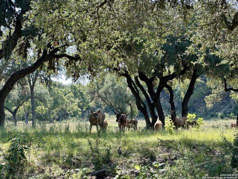 Lot 42 Blackbuck Pipe Creek TX 78063