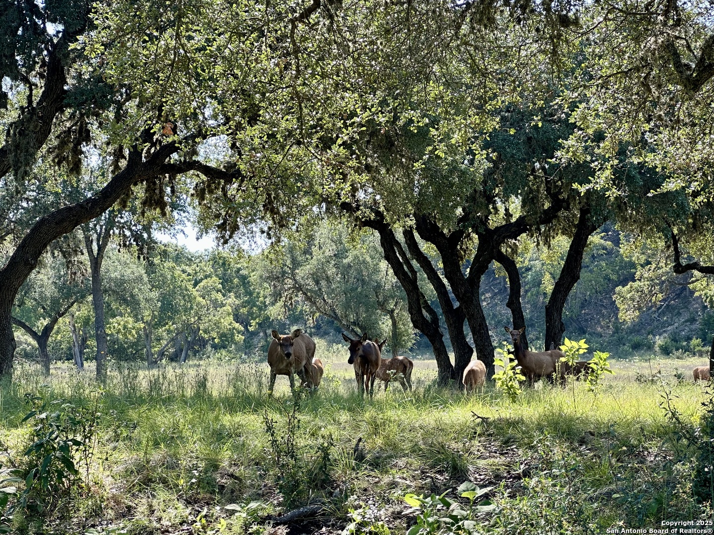 Lot 42 Blackbuck Pipe Creek TX 78063