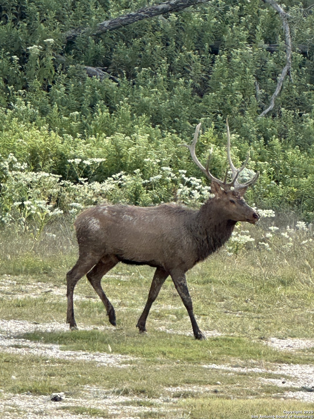 Lot 42 Blackbuck Pipe Creek TX 78063