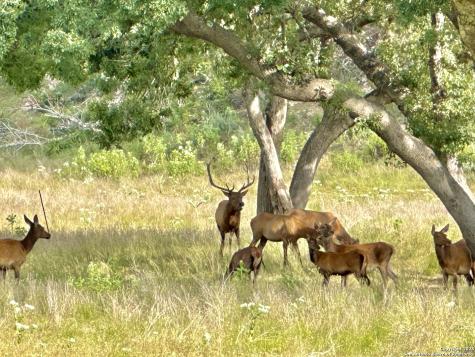 Lot 42 Blackbuck Pipe Creek TX 78063