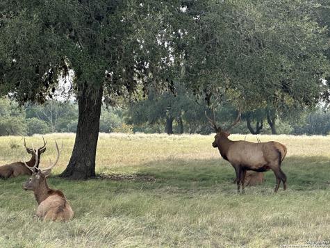 Lot 42 Blackbuck Pipe Creek TX 78063