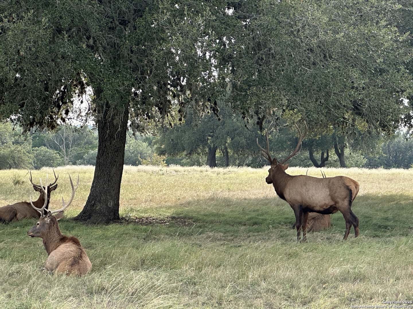 Lot 42 Blackbuck Pipe Creek TX 78063