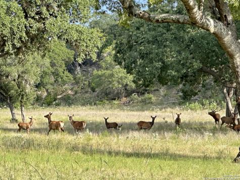 Lot 42 Blackbuck Pipe Creek TX 78063