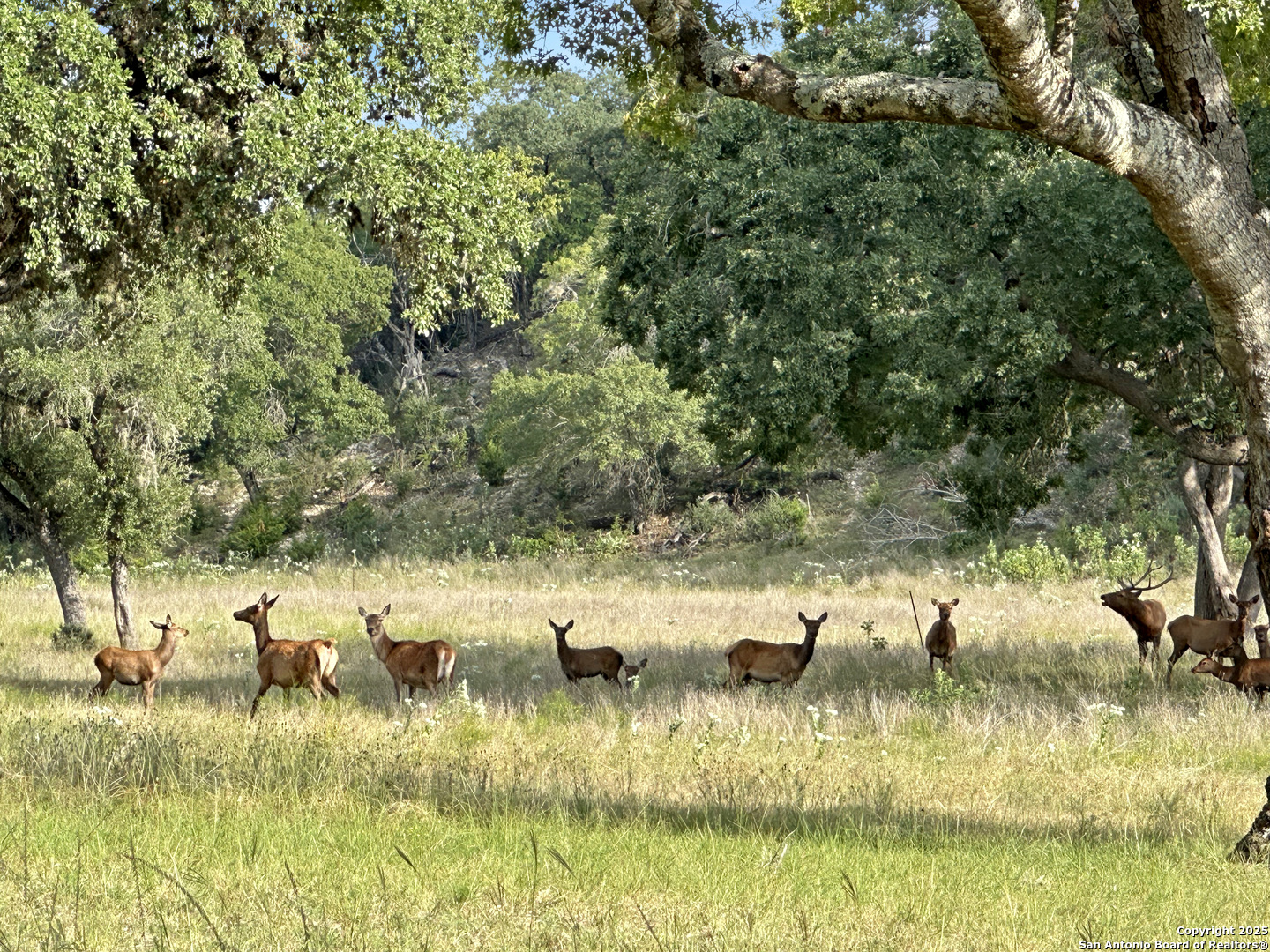 Lot 42 Blackbuck Pipe Creek TX 78063