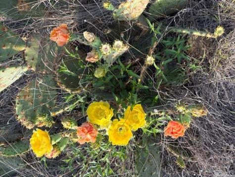 Lot 381 Palomino Springs Bandera TX 78003