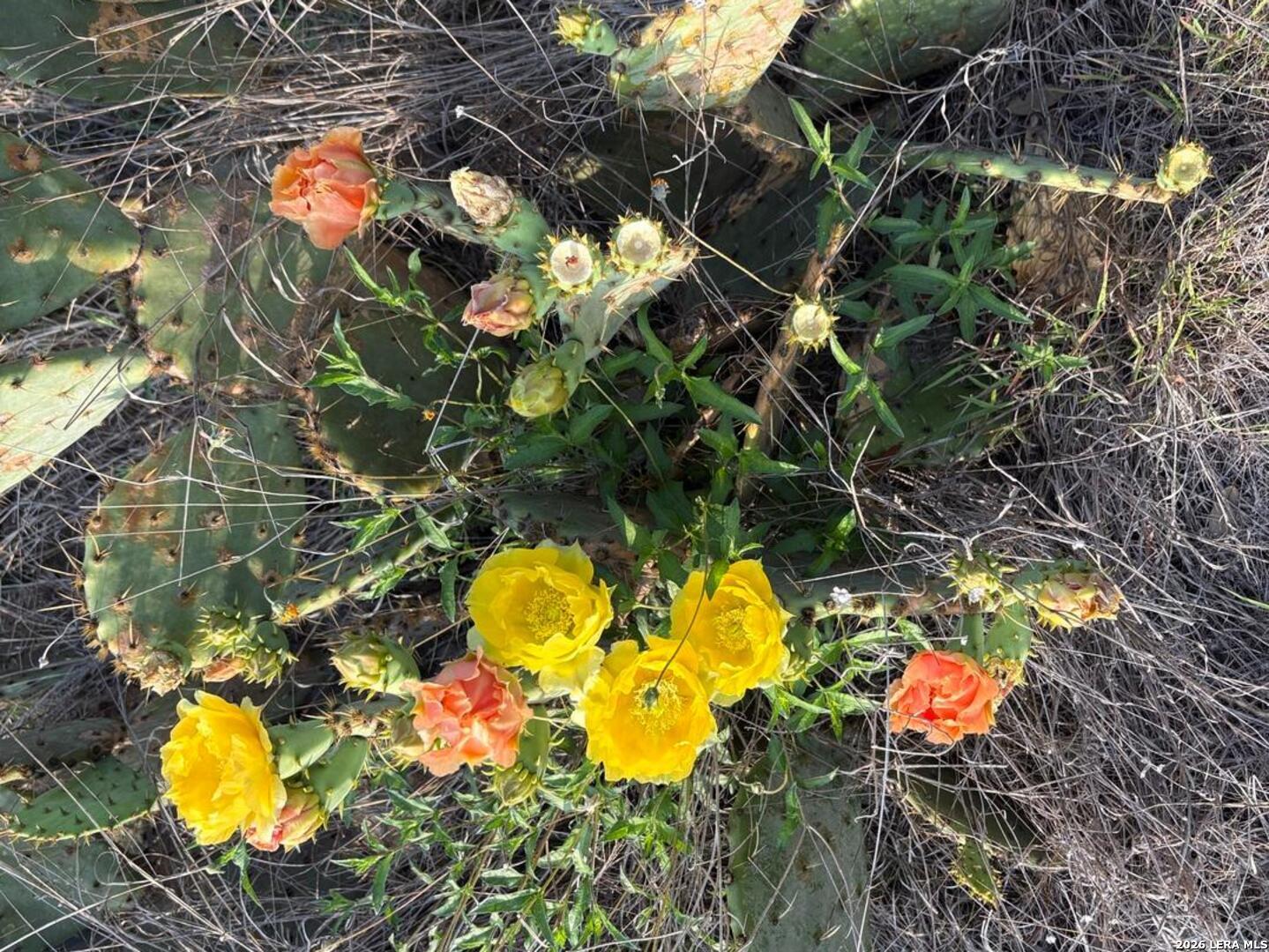 Lot 381 Palomino Springs Bandera TX 78003