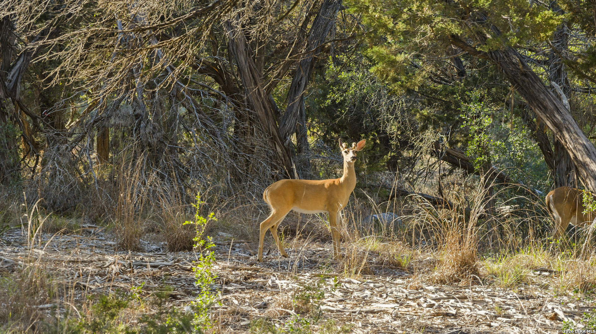 9 Ledgestone Trail Boerne TX 78006