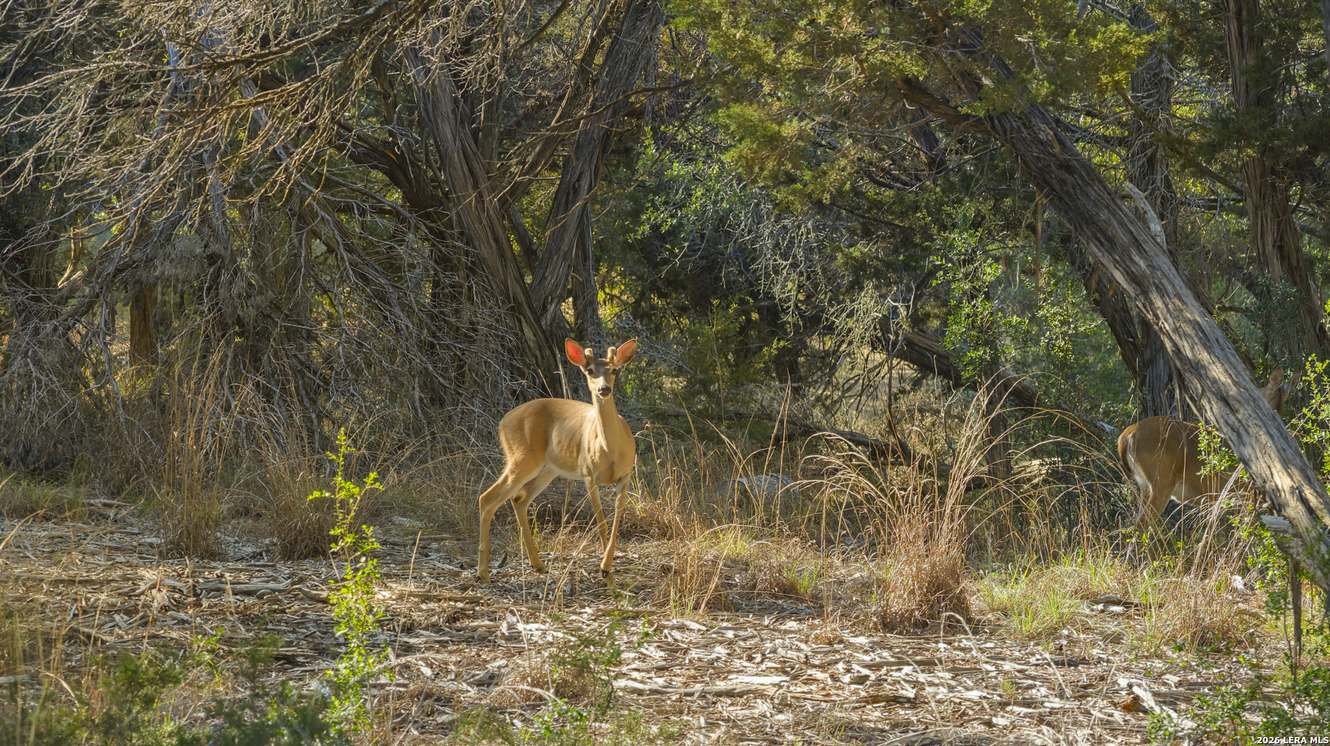 9 Ledgestone Trail Boerne TX 78006