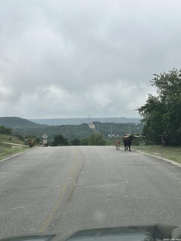 239 Estancia Lane Boerne TX 78006