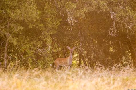 292 Acres Robinson Road Johnson City TX 78636