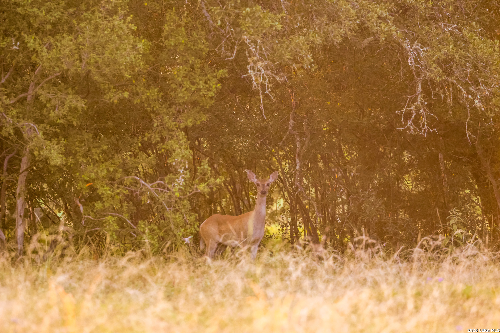 292 Acres Robinson Road Johnson City TX 78636