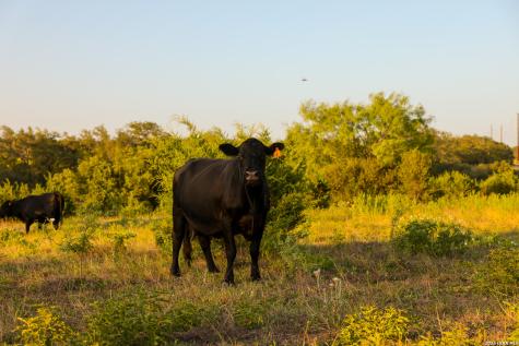 292 Acres Robinson Road Johnson City TX 78636