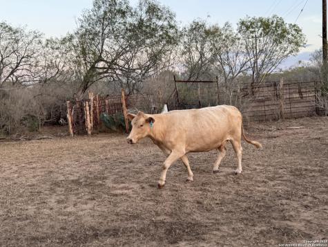 Tbd Fm 1681-tract 3 Stockdale TX 78160