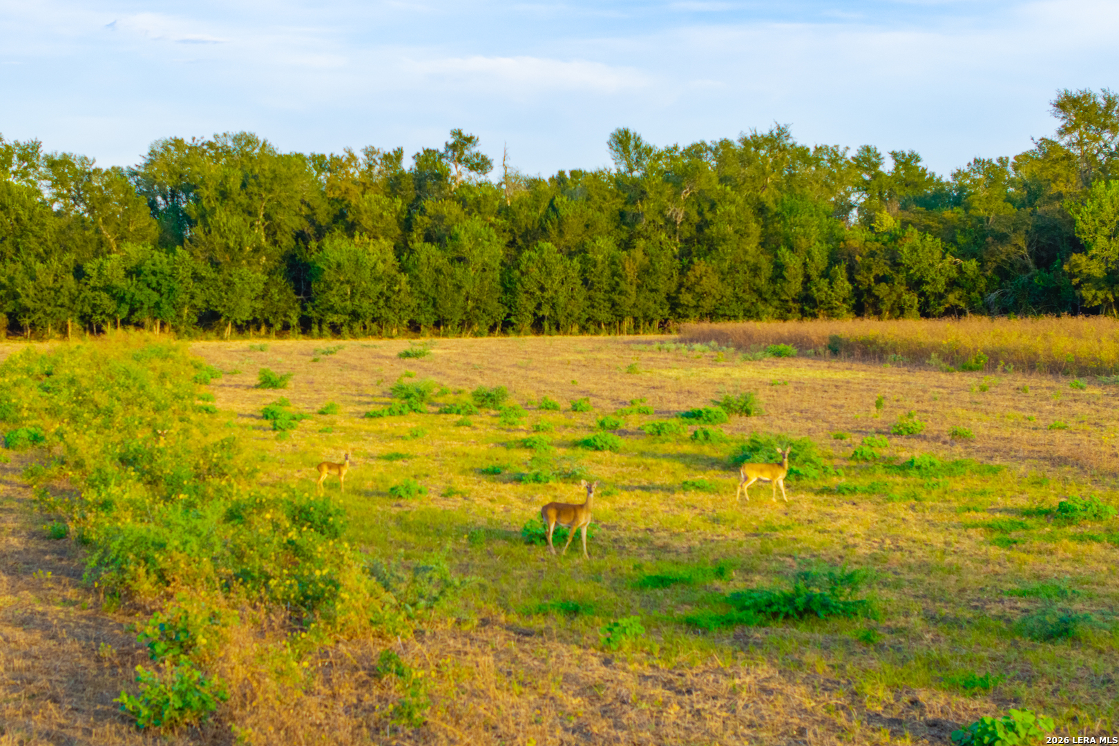 Tract 2 75 Acre Fm 1063 Taylor TX 76574