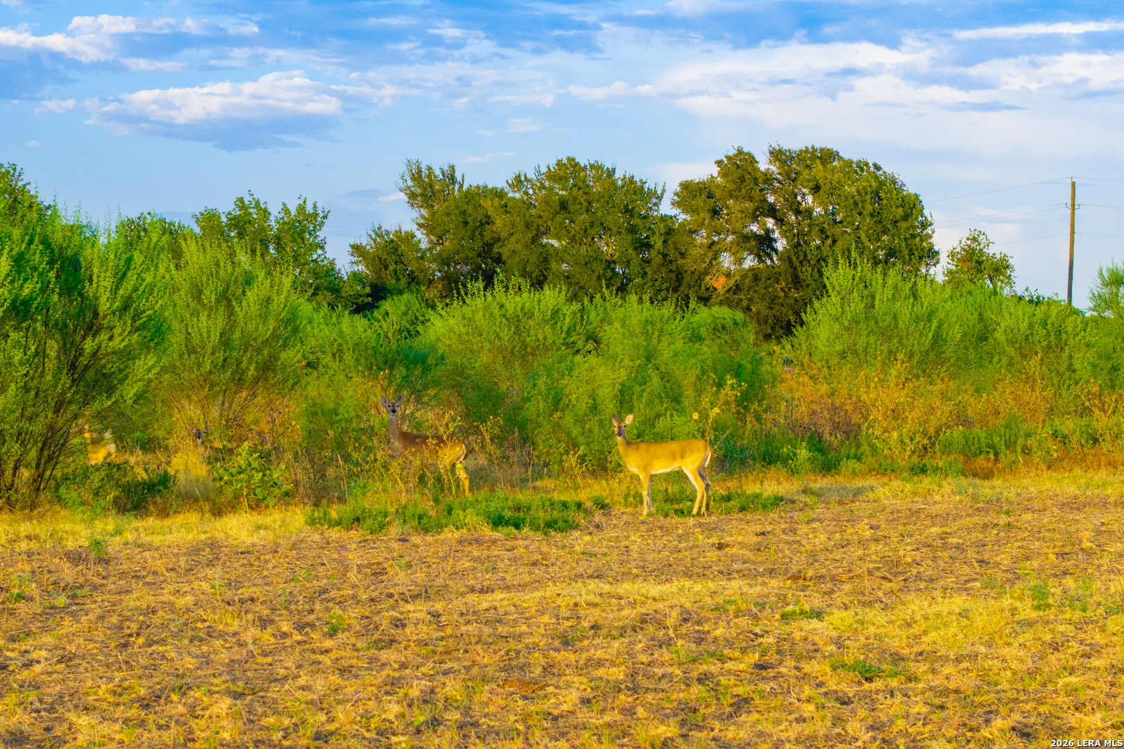 Tract 2 75 Acre Fm 1063 Taylor TX 76574