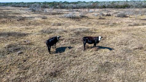 Tbd Hohn Road Nordheim TX 78141