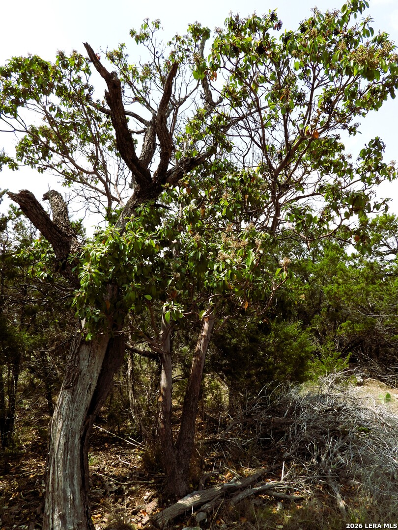 701 S Goat Pipe Creek TX 78063