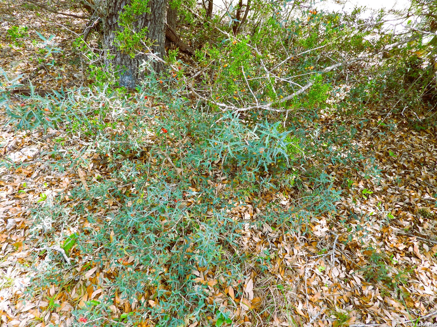701 S Goat Pipe Creek TX 78063