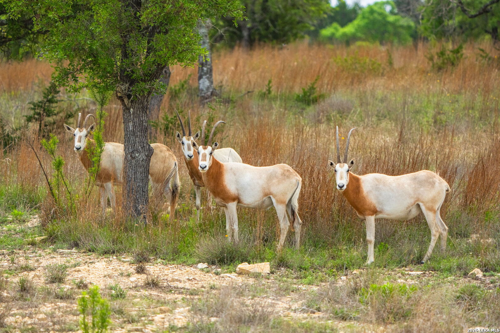 Lot 48 Great Sky Avenue Kerrville TX 78028