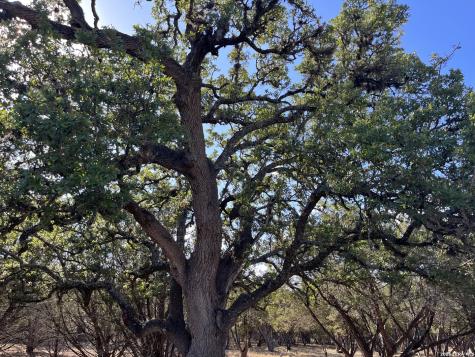 239 Appaloosa Hollow Bandera TX 78003