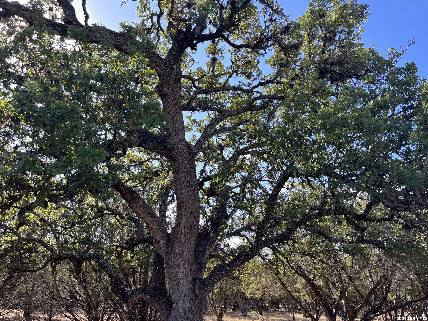 239 Appaloosa Hollow Bandera TX 78003