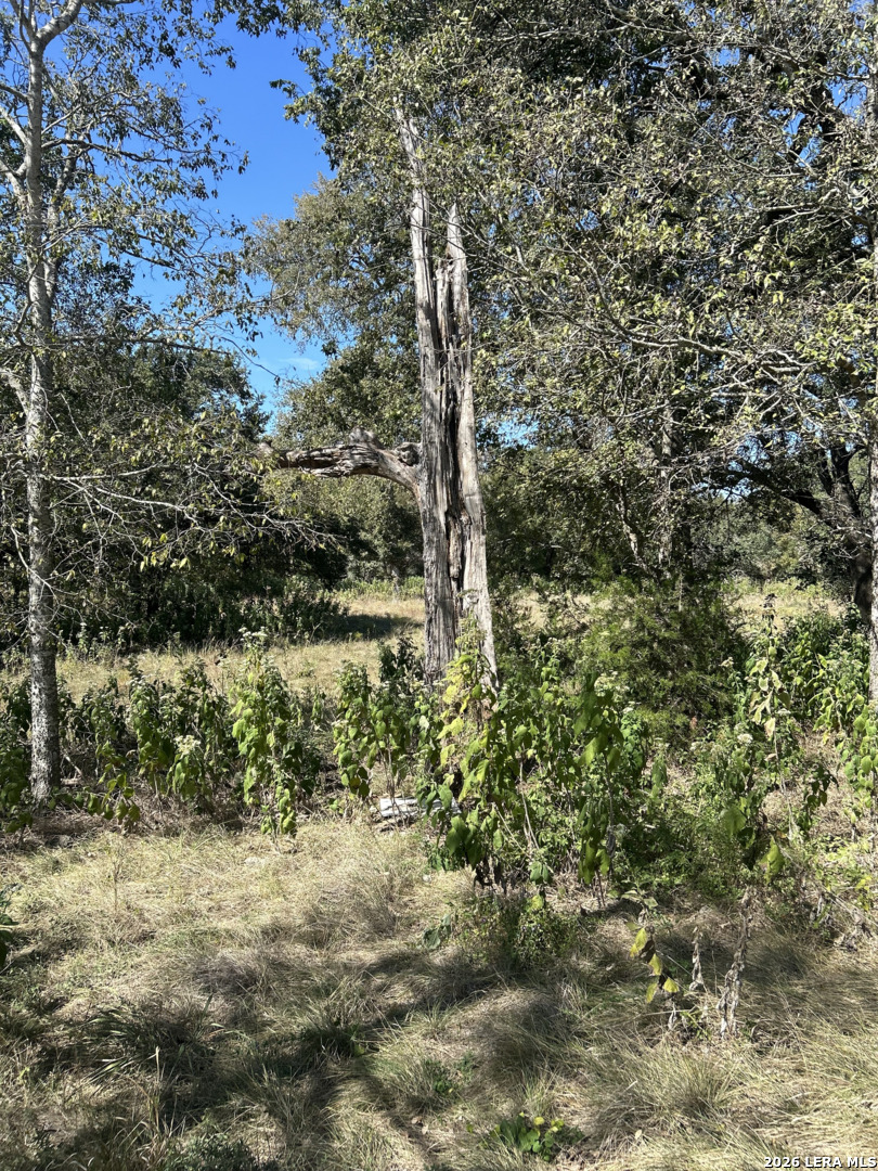 31303 Smithson Valley Road Bulverde TX 78163
