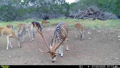 Tbd Melodia Boerne TX 78006