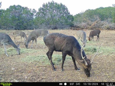 Tbd Melodia Boerne TX 78006
