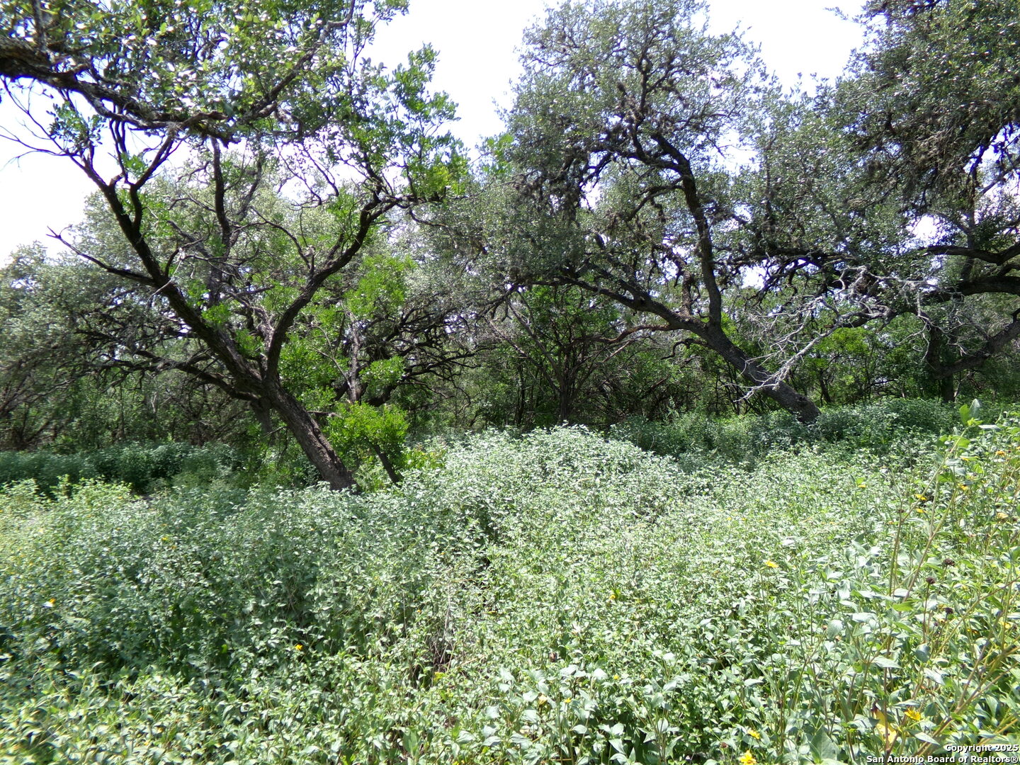 1881 Grand Oaks Hondo TX 78861