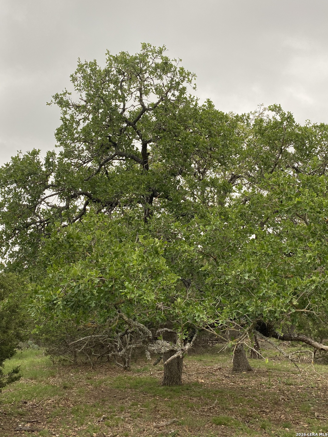 106 Ulmus Fredericksburg TX 78624