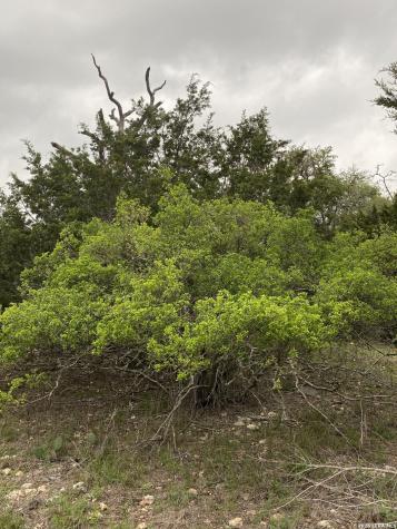 106 Ulmus Fredericksburg TX 78624