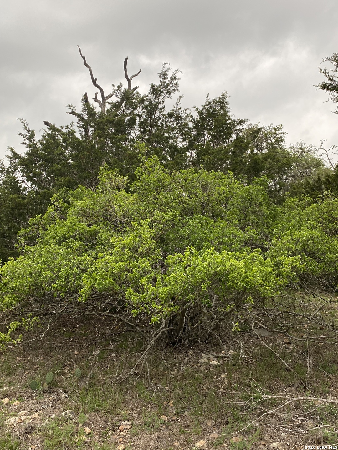 106 Ulmus Fredericksburg TX 78624