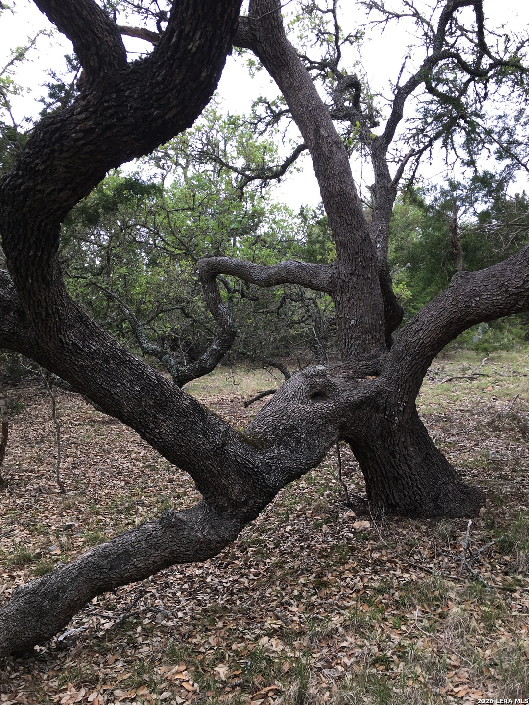 106 Ulmus Fredericksburg TX 78624