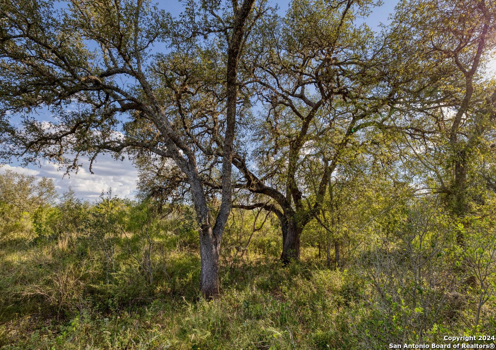 00 Utopia Forest Dhanis TX 78850