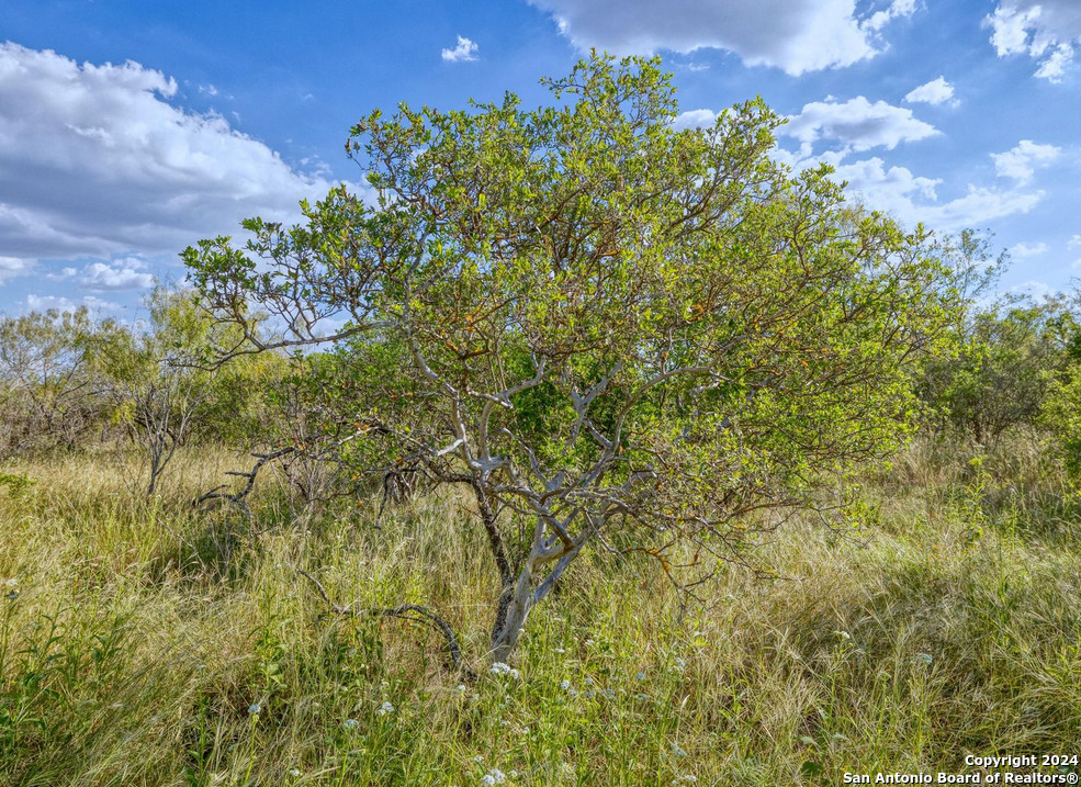 00 Utopia Forest Dhanis TX 78850