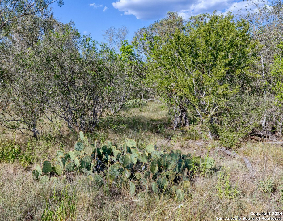 00 Utopia Forest Dhanis TX 78850